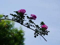 -白鹭湾湿地公园