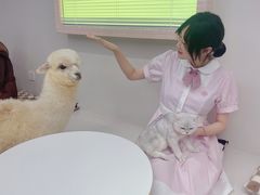 -怪兽屋·羊驼·猫咖·狗咖(俊华广场店)