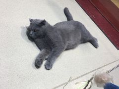 -藏猫猫咖啡主题馆(中央大道店)