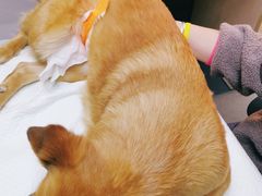 -爱侣宠医·鹦鹉专科·小型哺乳类·异宠专科(灵石路店)