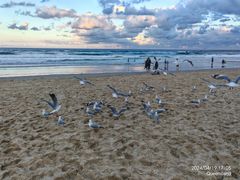 -黄金海岸