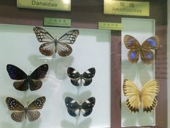 -上海昆虫博物馆