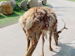 -北京野生动物园