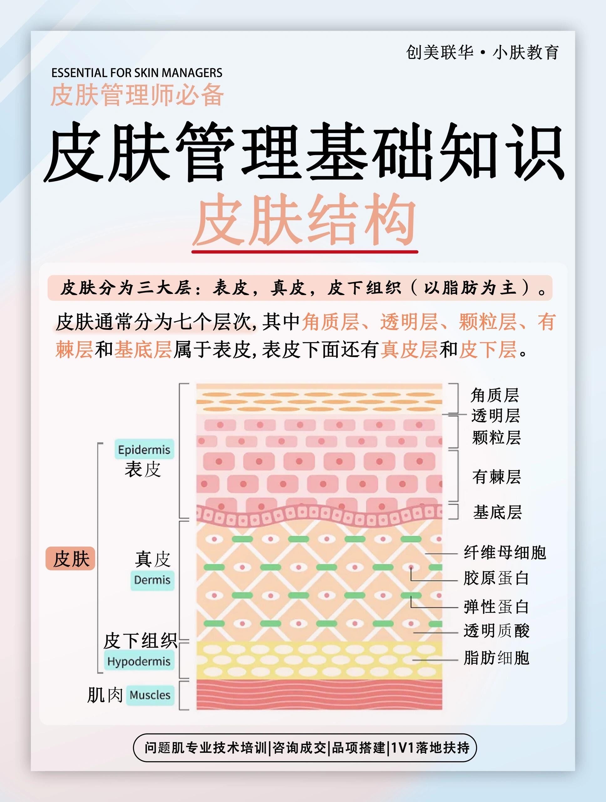皮肤基础知识|皮肤结构