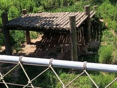 -西霞口神雕山野生动物世界