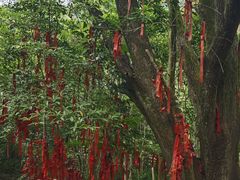 -广州白江湖森林公园