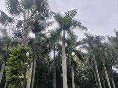 -深圳仙湖植物园