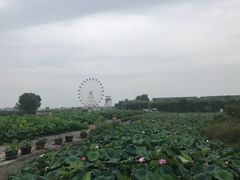 -白洋淀景区