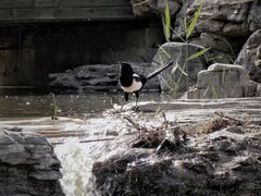 -石家庄市植物园