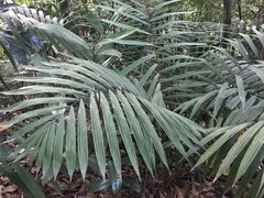 -武吉知马自然保护区