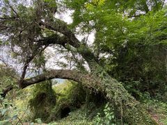 -青芝山风景名胜区