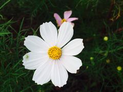 -田园东方蜜桃村的田野营地