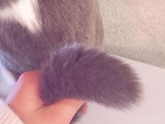 -共舞时光猫咖·狗咖(新街口店)