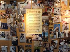 -翊宠yipet猫狗购宠庄园犬舍•猫舍