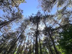 -帽儿山国家森林公园