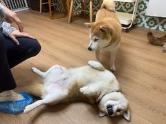 -是阿柴呀！柴犬咖啡·爱喵喵猫咖