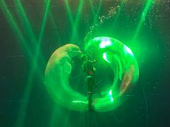 -芜湖新华联大白鲸海洋公园