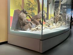 -陕西自然博物馆