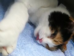-美美宠物诊疗中心·异宠·骨科(滨江东信分院)
