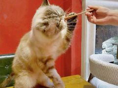 -猫色咖啡·猫咖