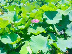 -荷塘月色湿地公园·向阳花洲