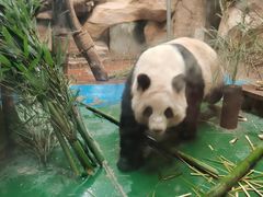 -成都动物园