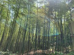 -上海佘山国家森林公园天马山园