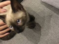 -吱咖啡西式简餐