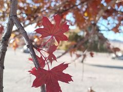 -五角枫生态旅游景区