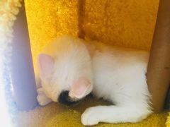 -猫力发电所·宠物专门店