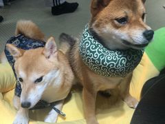 -逗柴咖啡屋·狗咖猫咖宠物桌游