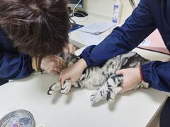 -全心全意连锁动物医院·微创中心·内科急重症·心脏专科(丰管路店)