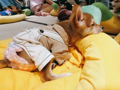 -逗柴咖啡屋·狗咖猫咖宠物桌游