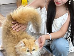 -青奢宠物·青奢猫舍