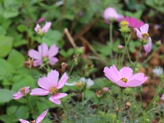 -天适樱花悠乐园