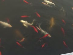 -武清南湖绿博园