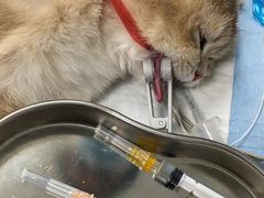 -千城康桥宠物医院·猫科·骨科·心脏