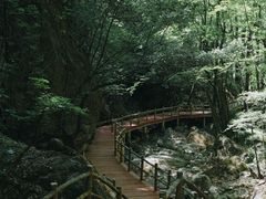 -牛背梁国家森林公园