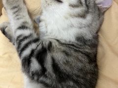 -lincat·猫舍(广州店)