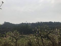 -南国桃园旅游度假区