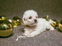 -超宠爱宠物摄影-Super pet