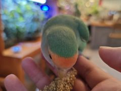 -吉丁鸟咖·异宠·寄养
