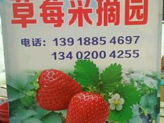 -喜杨洋草莓采摘园