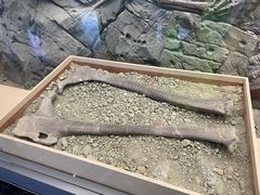 -嘉荫恐龙国家地质公园