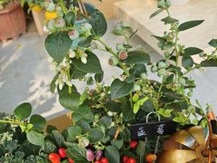 -云溪植物园