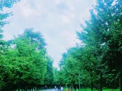 -长白岛森林公园