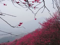-新建村梅花