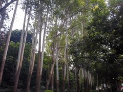 -火炉山森林公园