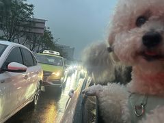 -爱侣宠医·鹦鹉专科·小型哺乳类·异宠专科(灵石路店)