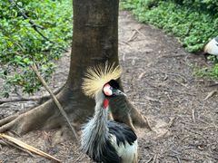 -广州长隆飞鸟乐园